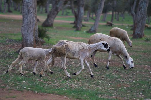 A small flock of sheep peacefully grazing among trees in a tranquil forest.
