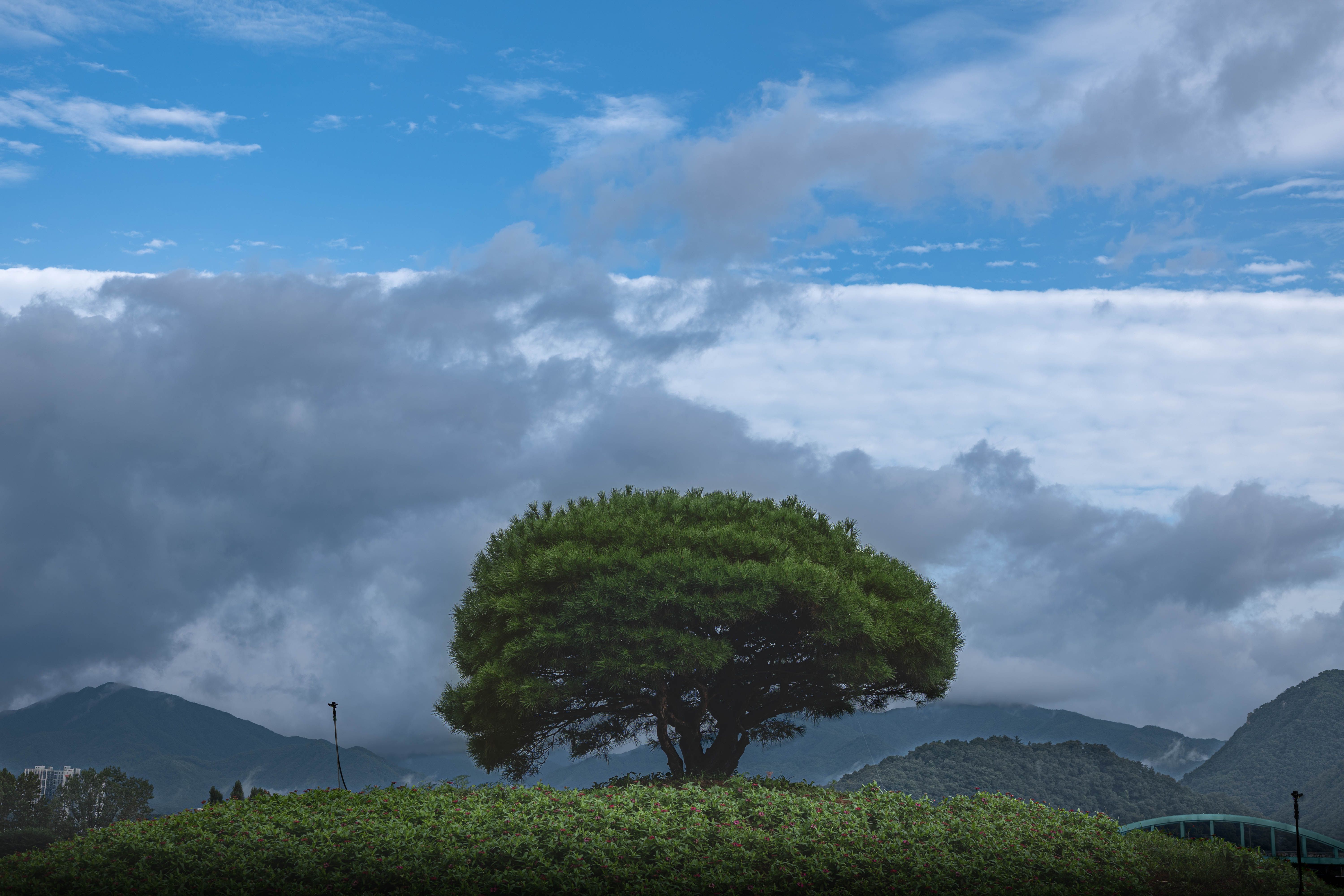 Lone Pine — Lone Pine