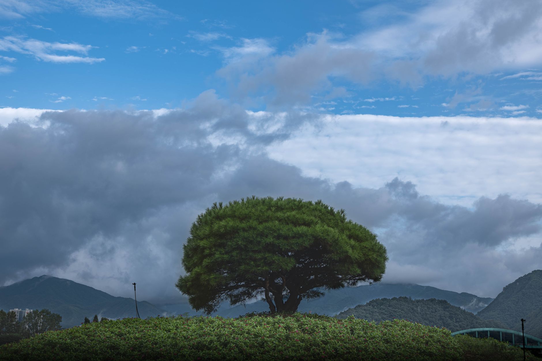 Lone Pine — Lone Pine