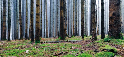 Free stock photo of forest, moss, trees Stock Photo