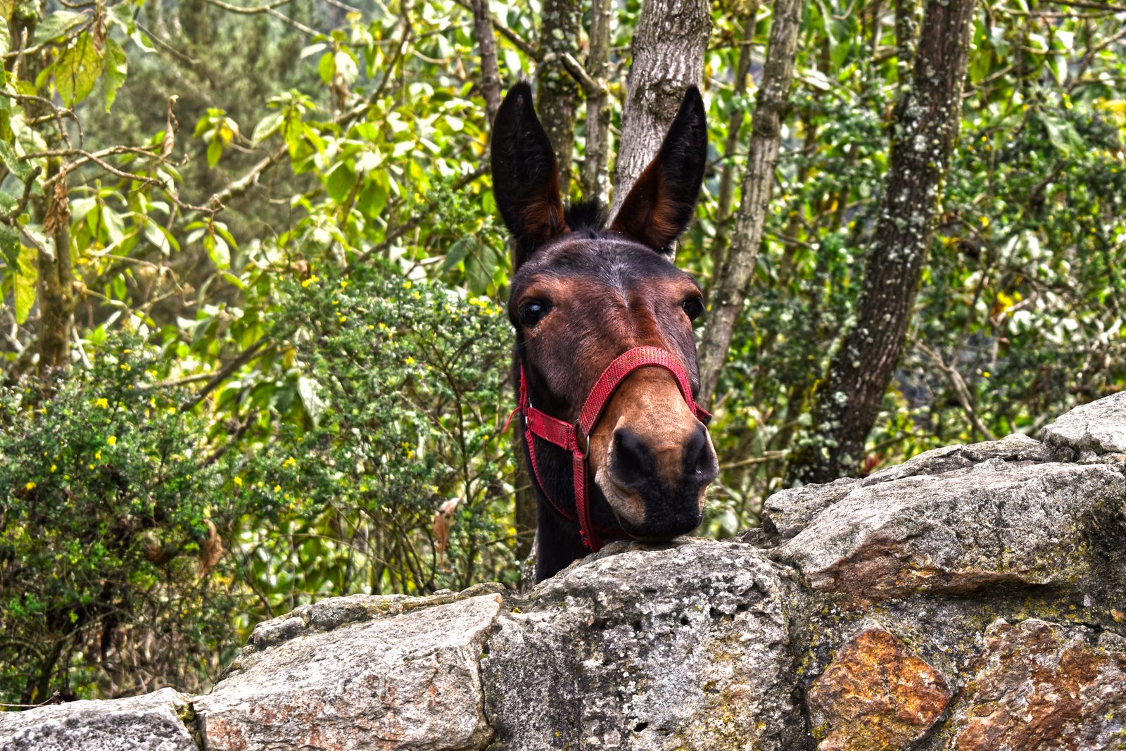 Mule Poop Mule Photos, Download The BEST Free Mule Stock Photos & HD Images