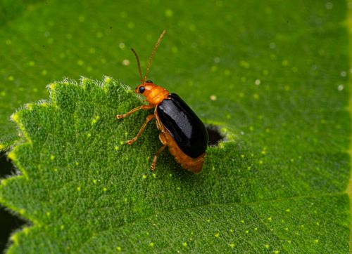 Free Close-up of an orange and black leaf beetle resting on a green leaf. Stock Photo