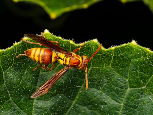 Free Detailed macro shot of a Polistes wasp perched on the edge of a green leaf. Stock Photo