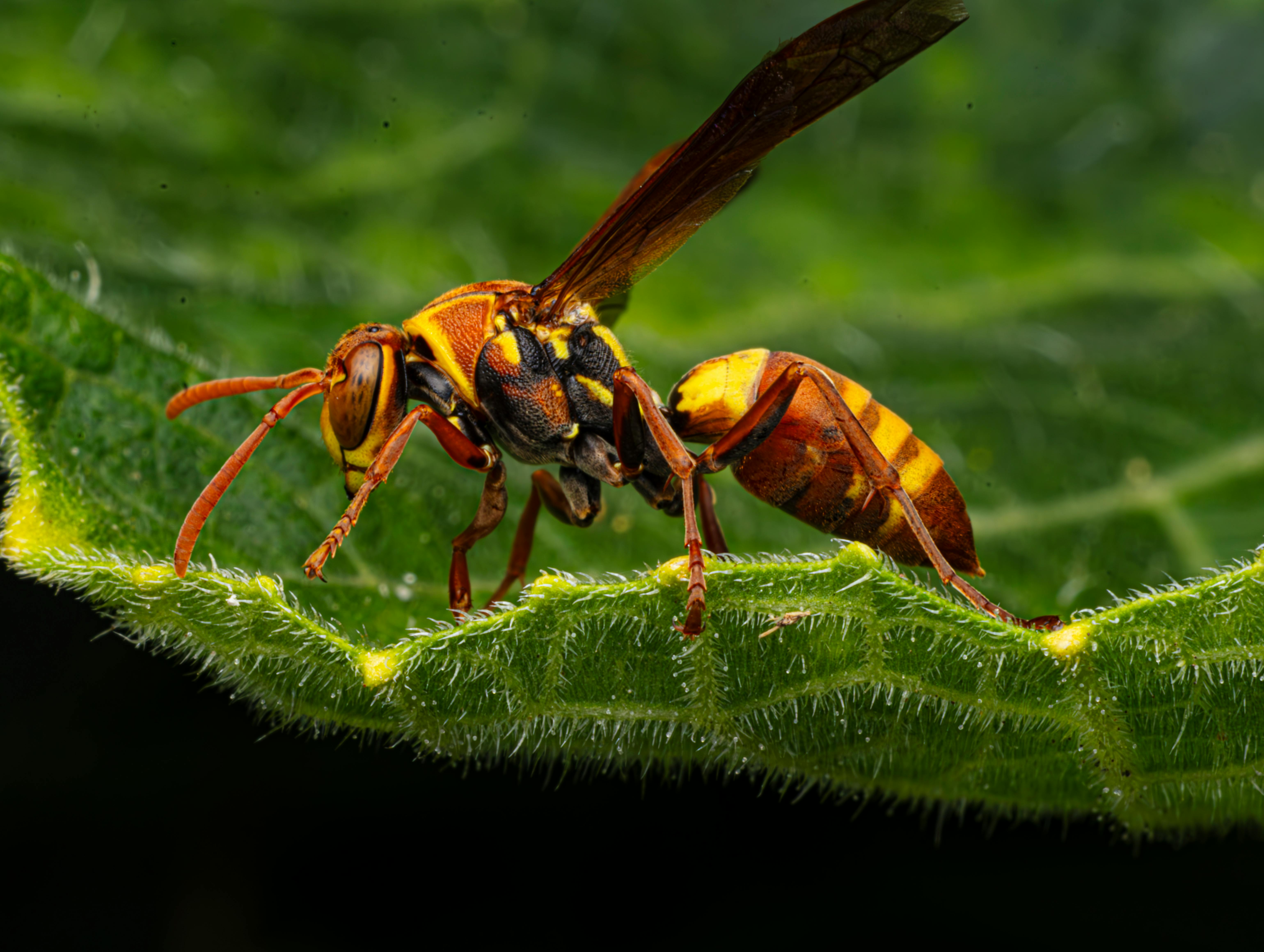 Prise de vue macro détaillée d'une guêpe en papier vibrante perchée sur une feuille.