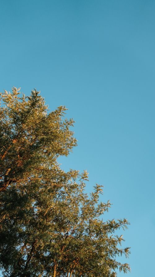 Free A serene view of a pine tree with a clear blue sky in Los Angeles. Stock Photo