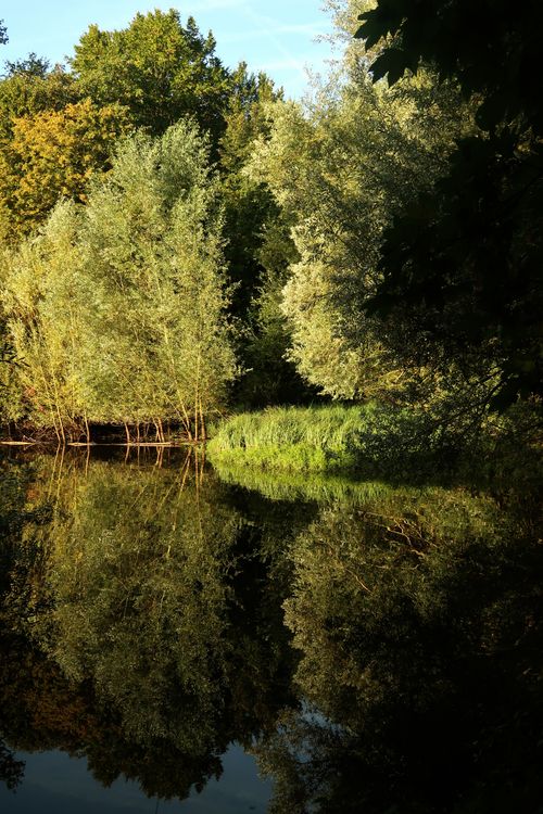 Free Tranquil forest scene reflecting perfectly on a still lake surface, capturing nature's serenity. Stock Photo