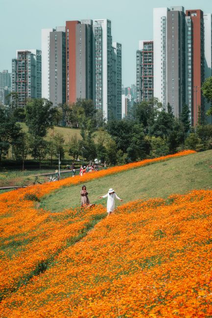 A couple walks through a lush orange flower field against a backdrop of modern city skyscrapers.
