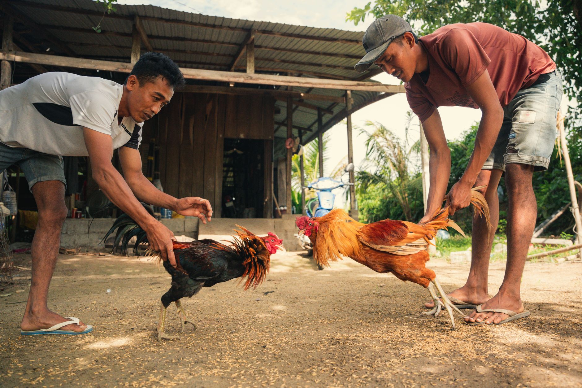 Two men engage in a rural outdoor scene with roosters, displaying cultural traditions.