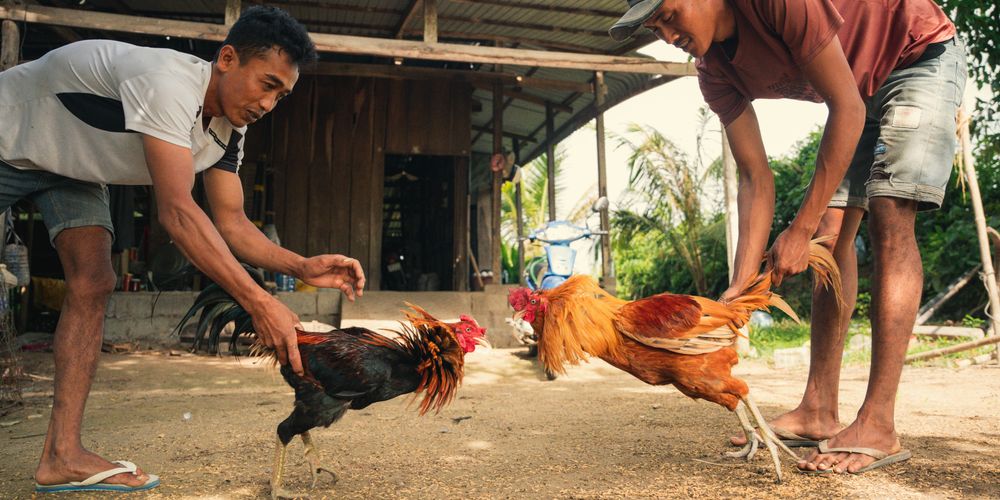 Thomo Cockfighting ff666, au88 Meaning, Risks, and What to Know