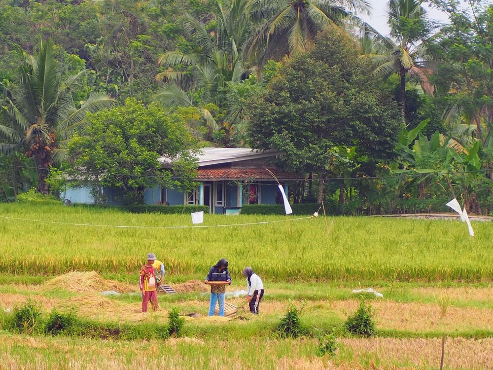 Java Rural Farm Sunrise Rural Farming in Scenic West Java Landscape · Free Stock Photo