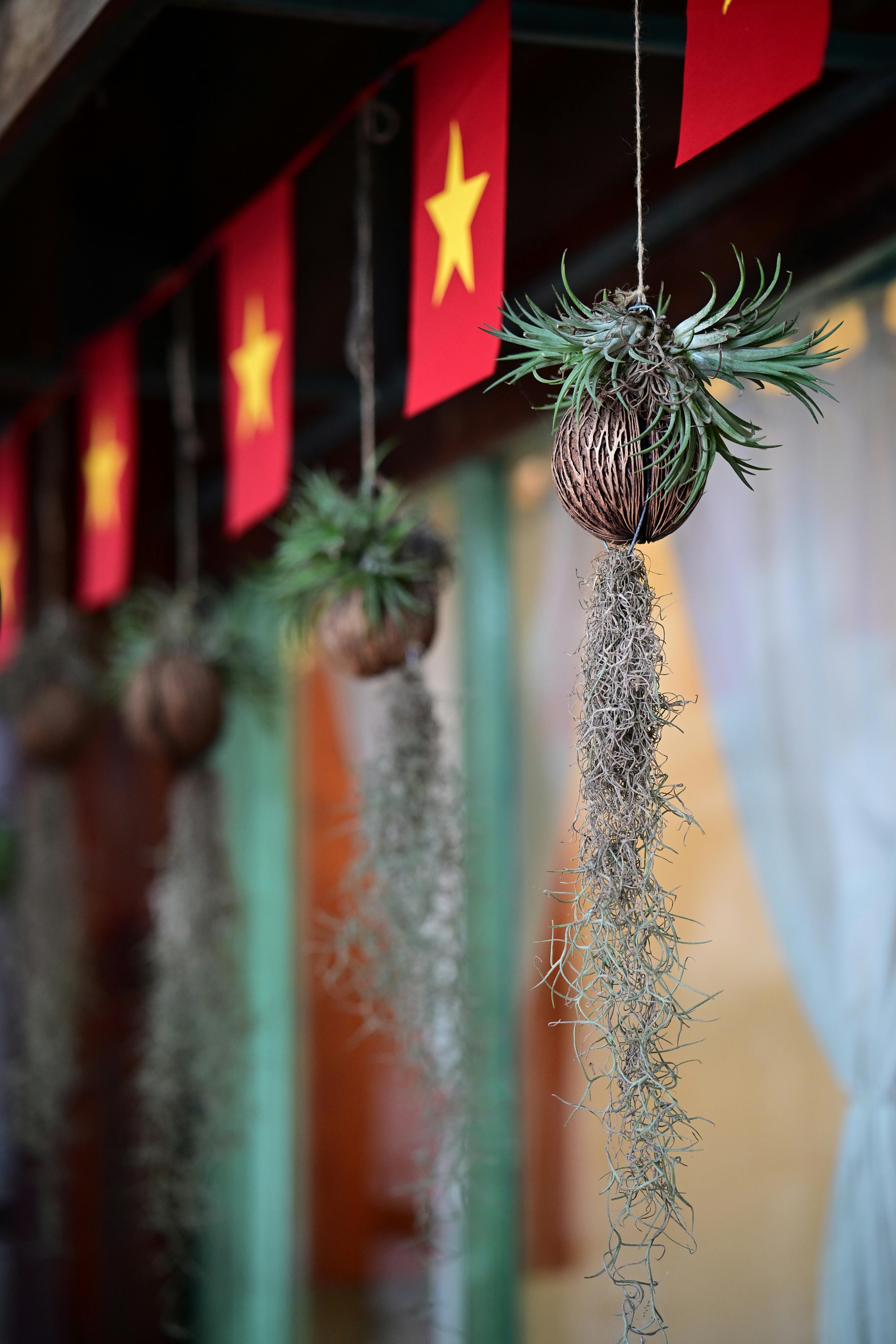 macramé hangers with air plants
