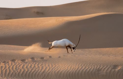 Free An Arabian Oryx gracefully moves across the sand dunes of Dubai, United Arab Emirates. Stock Photo