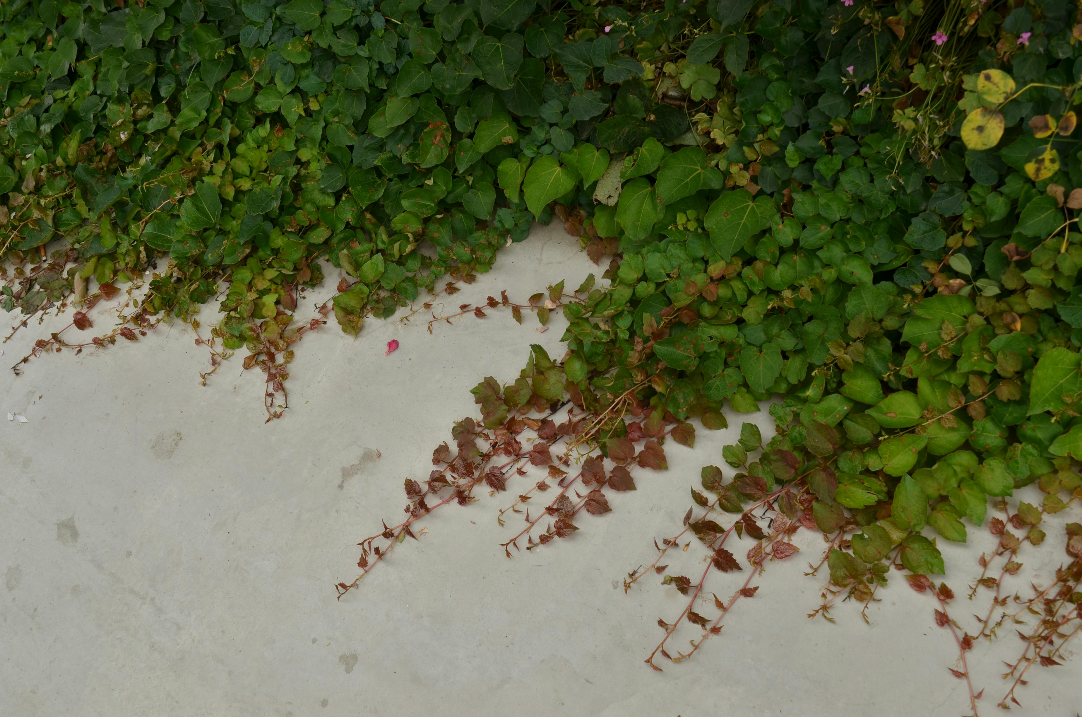 Gratis 藤蔓 Foto a disposizione