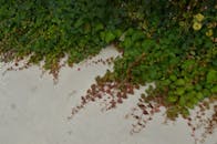 Lush Green Ivy Vines on Concrete Surface