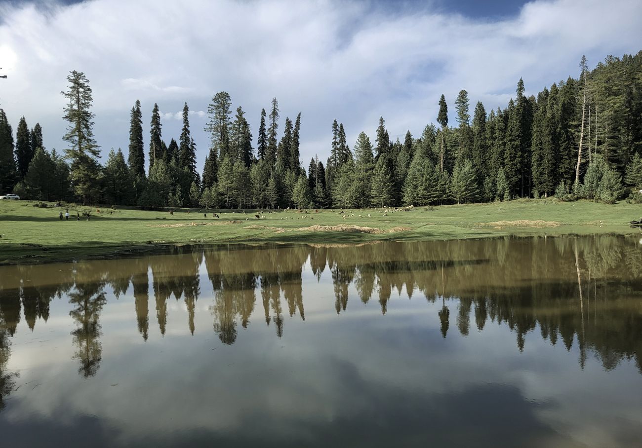 Dense Pine Forests