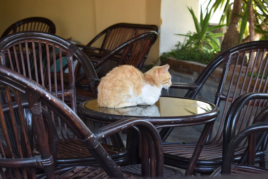 A serene ginger cat resting on a glass table surrounded by wicker chairs in an outdoor Greek café.