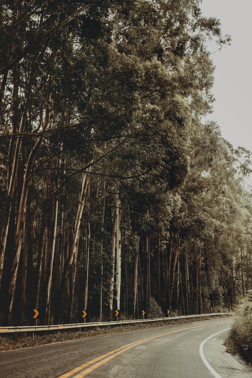 Road Between Green Trees · Free Stock Photo