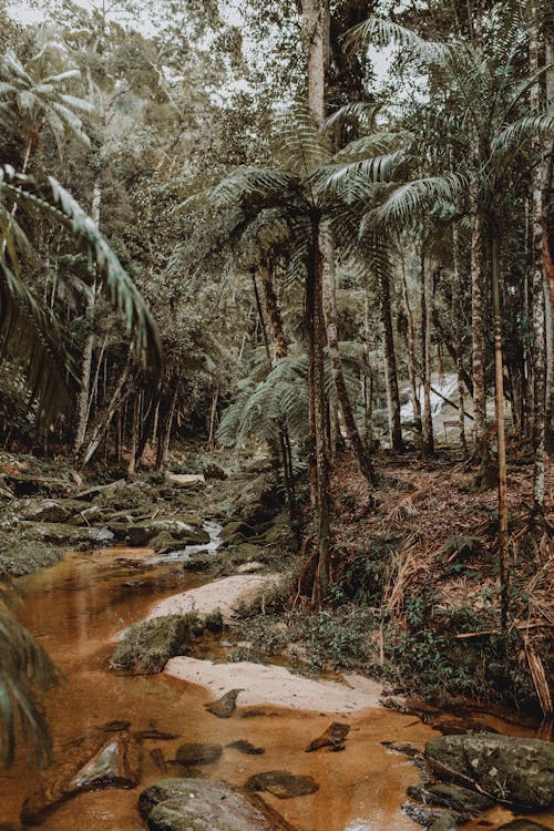 Základová fotografie zdarma na téma dešťový prales, džungle, les