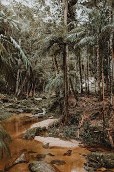 一条宁静的森林溪流，蜿蜒于郁郁葱葱的丛林植被之间，展现出自然美景
