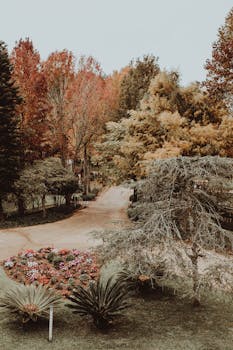 在宁静的公园里体验秋天的美丽，绿树成荫，小路幽静