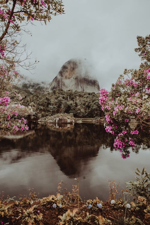 Free Body of Water Surrounded With Plants and Flowers Stock Photo