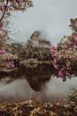 在一个雾天，宁静的湖面映出特色山的倒影和粉红色的花朵