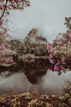 在一个雾天，宁静的湖面映出特色山的倒影和粉红色的花朵