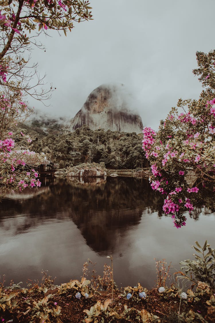 Body Of Water Surrounded With Plants And Flowers