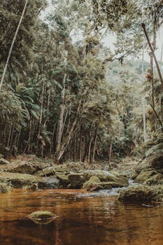 热带丛林郁郁葱葱，宁静的溪流蜿蜒穿过充满活力的绿色植物