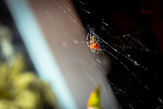 Close-up capture of a colorful spider on its web, showcasing nature's intricate designs in a Mexican garden.