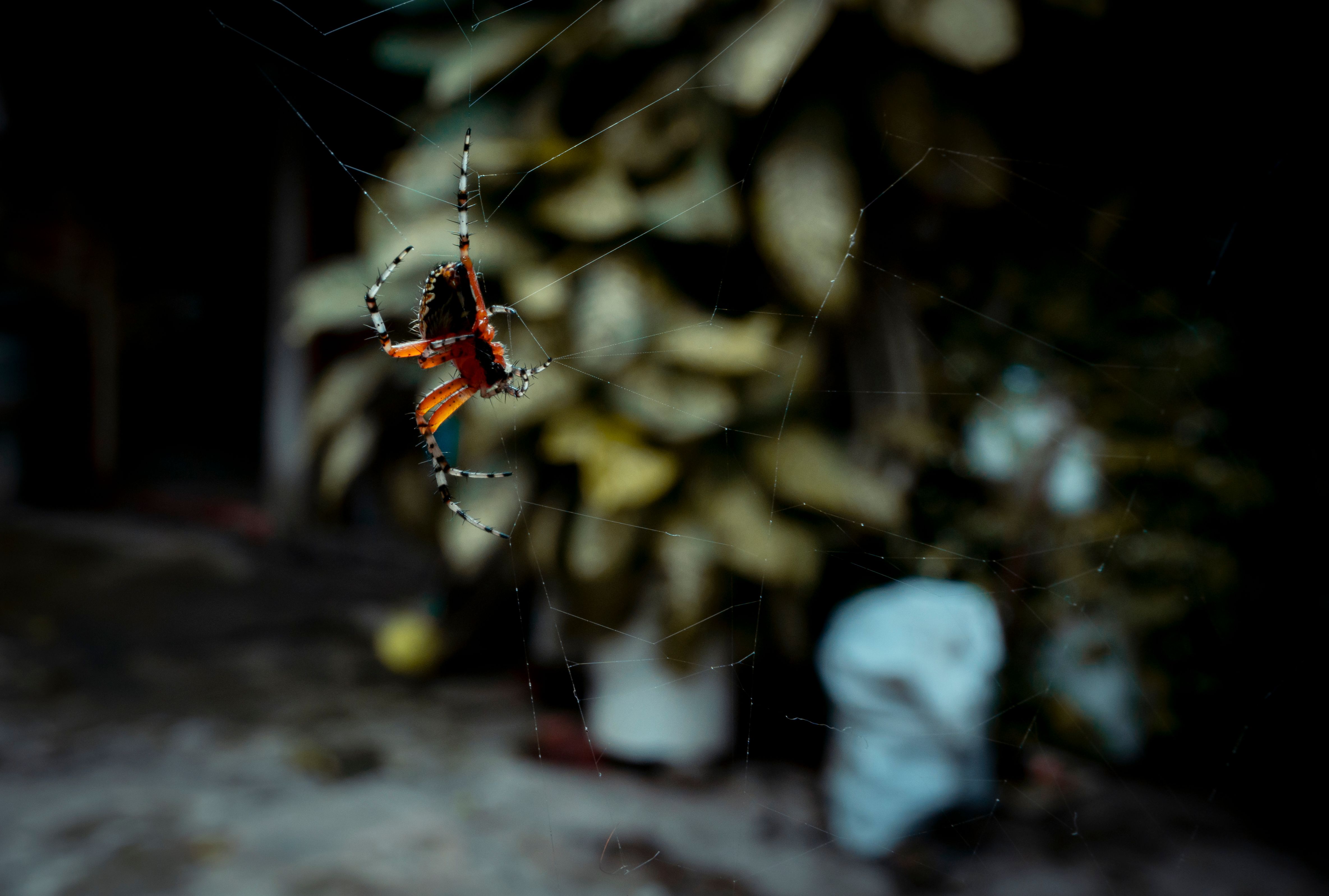 Our Expertise in Spider Control