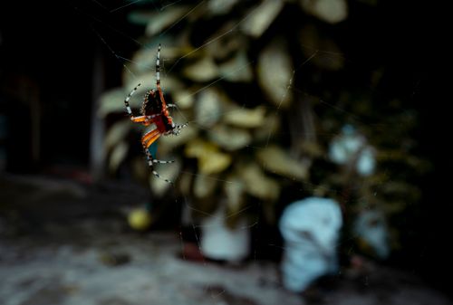 Free Close-up view of a spider weaving its web in a garden in México. Stock Photo