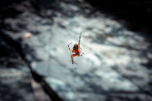 Free Stunning macro shot of a red spider on its web, captured in the outdoors of Mexico. Stock Photo