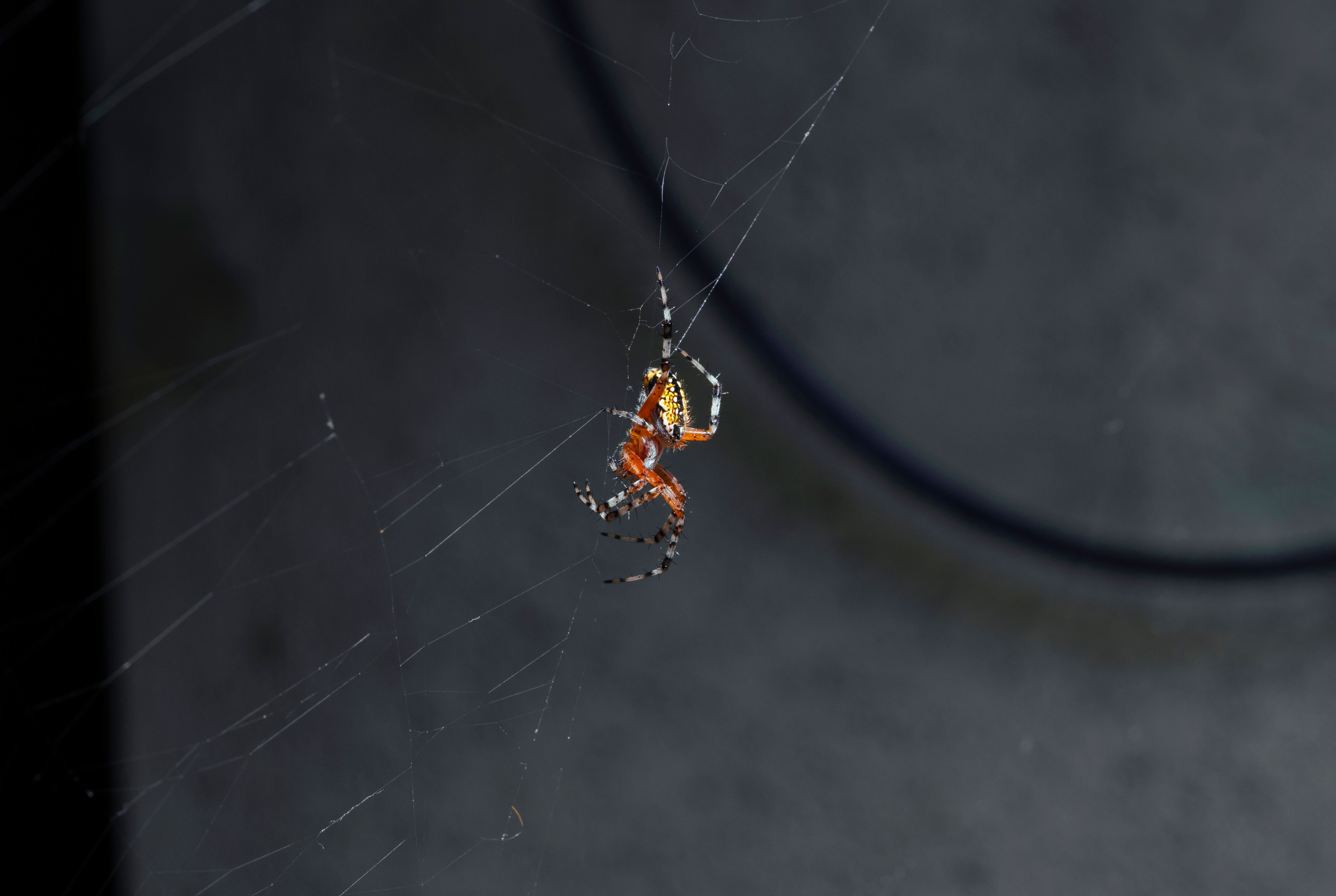 Detailed macro shot of a vibrant spider suspended on its delicate web in Mexico.