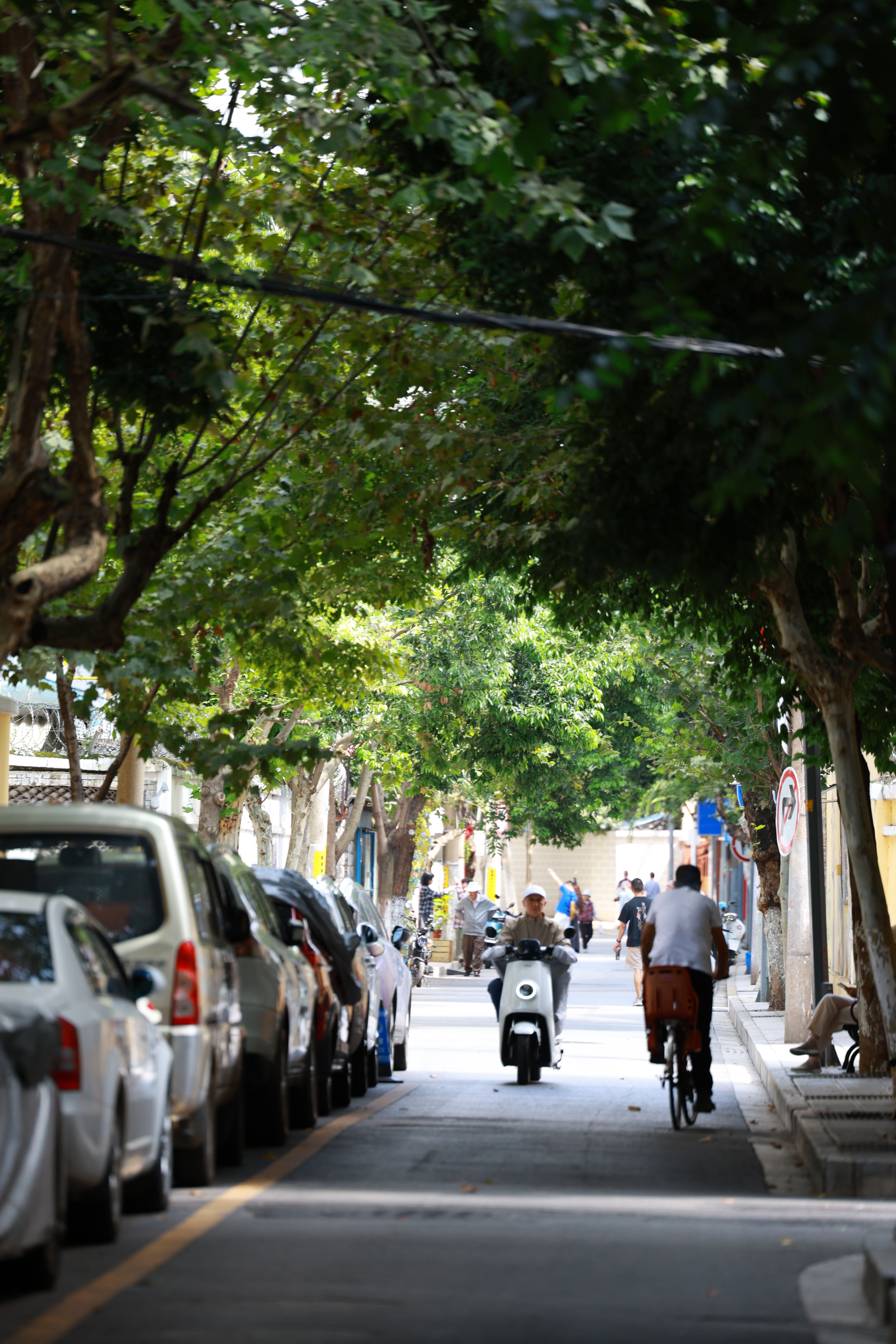 Charming Urban Street with Trees and Cyclists · Free Stock Photo