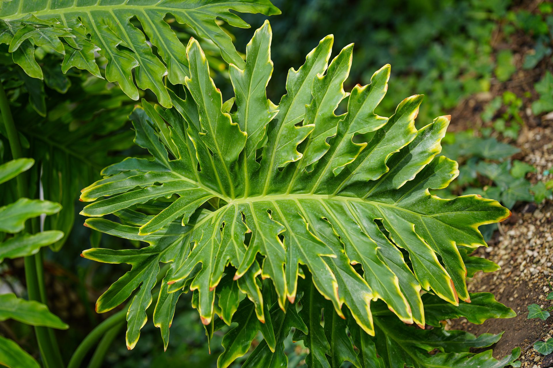 Vibrant green Philodendron leaf with detailed texture in Elche, Spain garden.