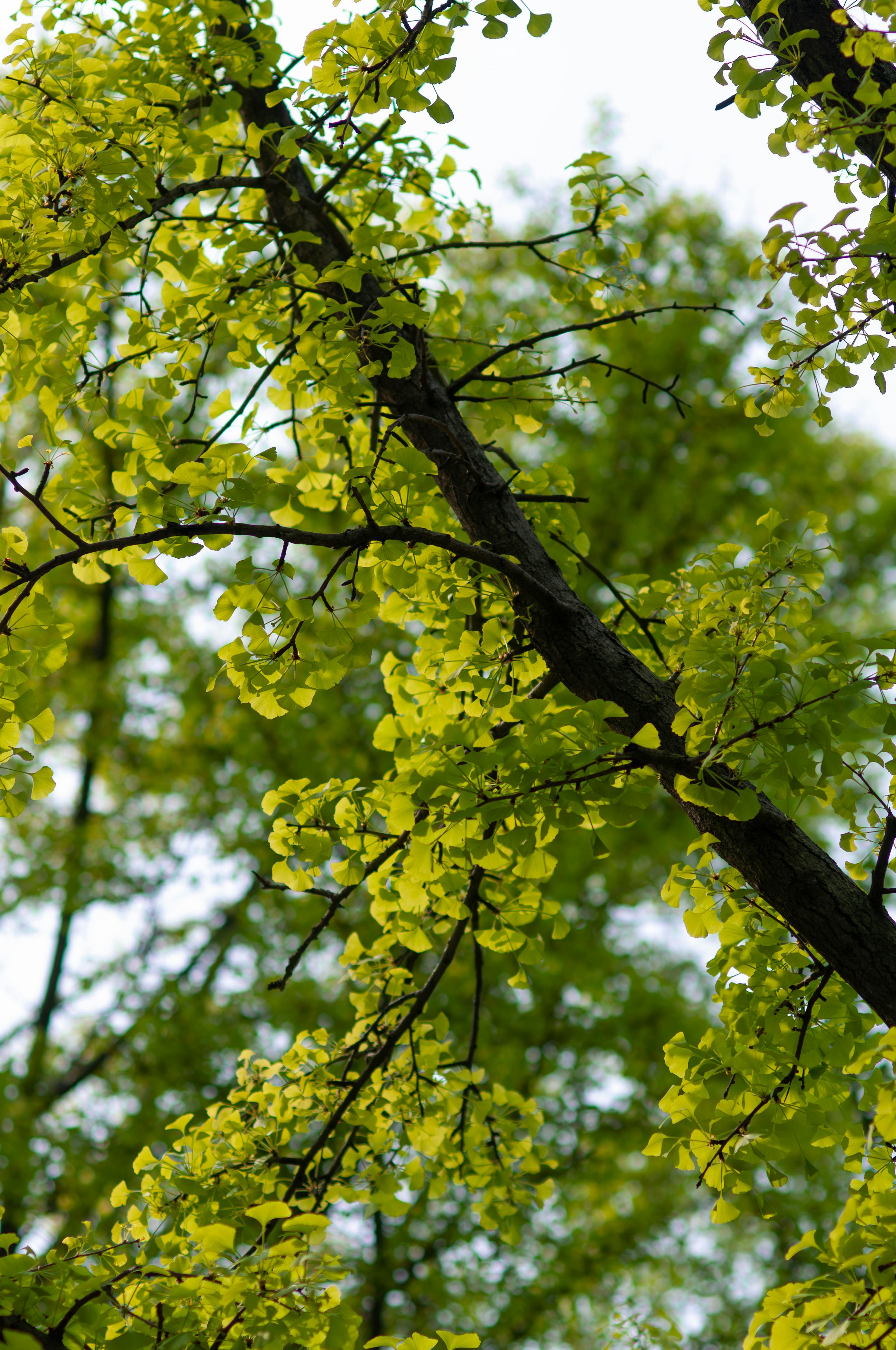 Bright green leaves of a ginkgo tree branch captured in a vibrant spring setting.