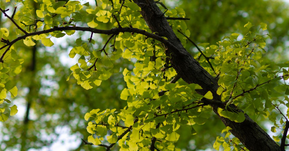Gingko Tree Spring Lush Green Ginkgo Tree Branch in Spring · Free Stock Photo