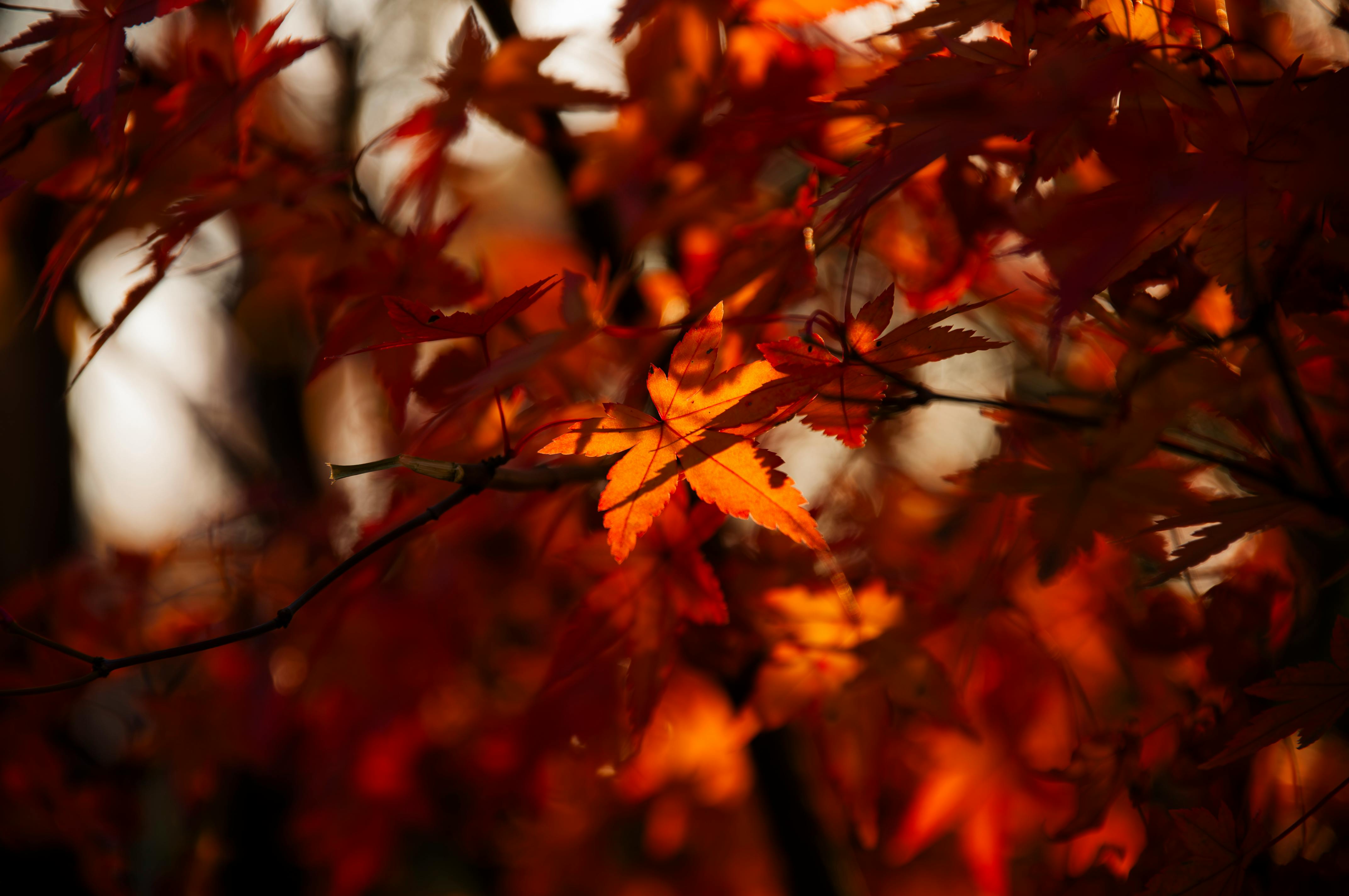 Close-up of red maple leaves illuminated by sunlight, capturing the essence of fall foliage.