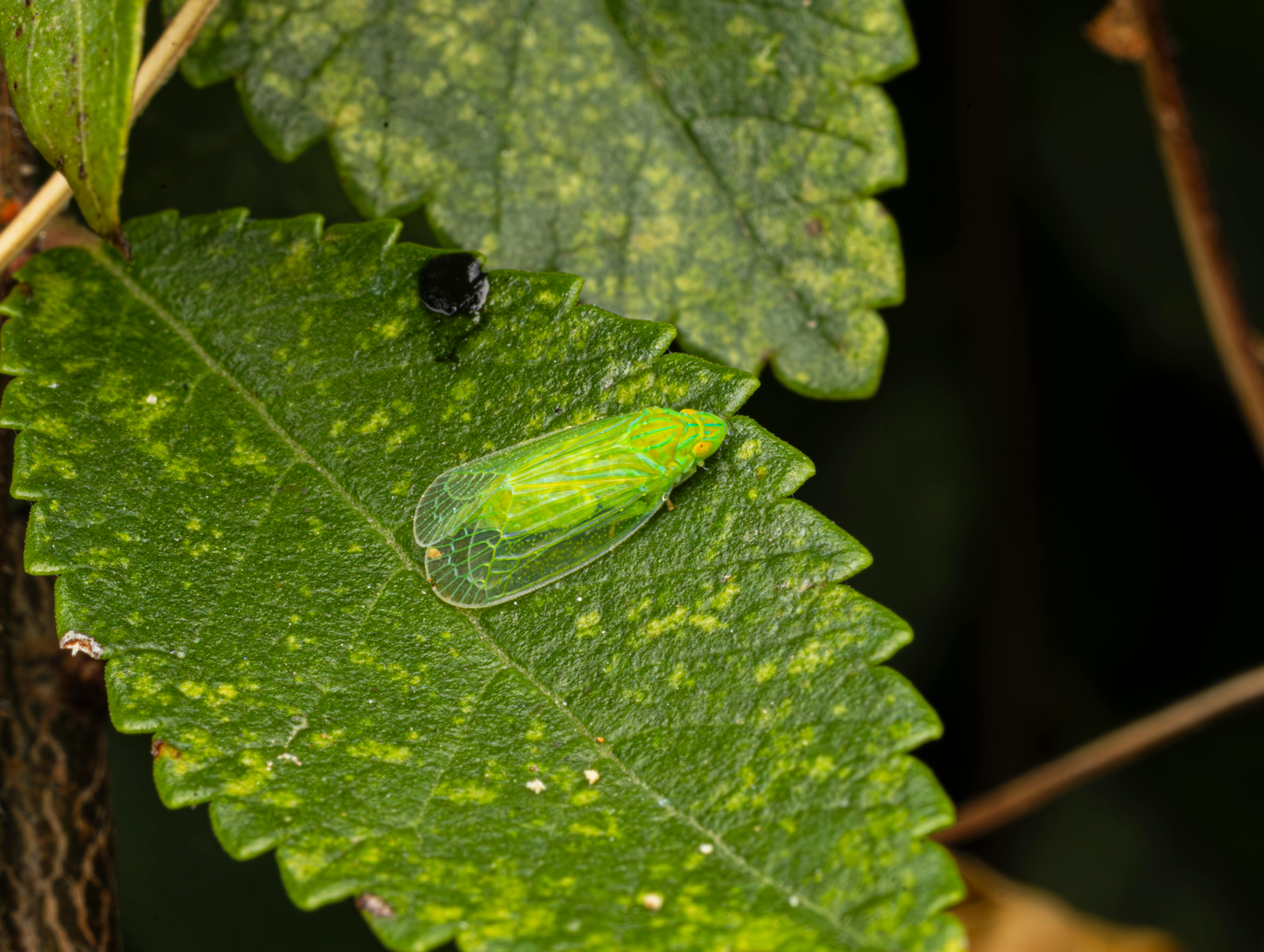 Mysterious Myth Creatures Uncovered