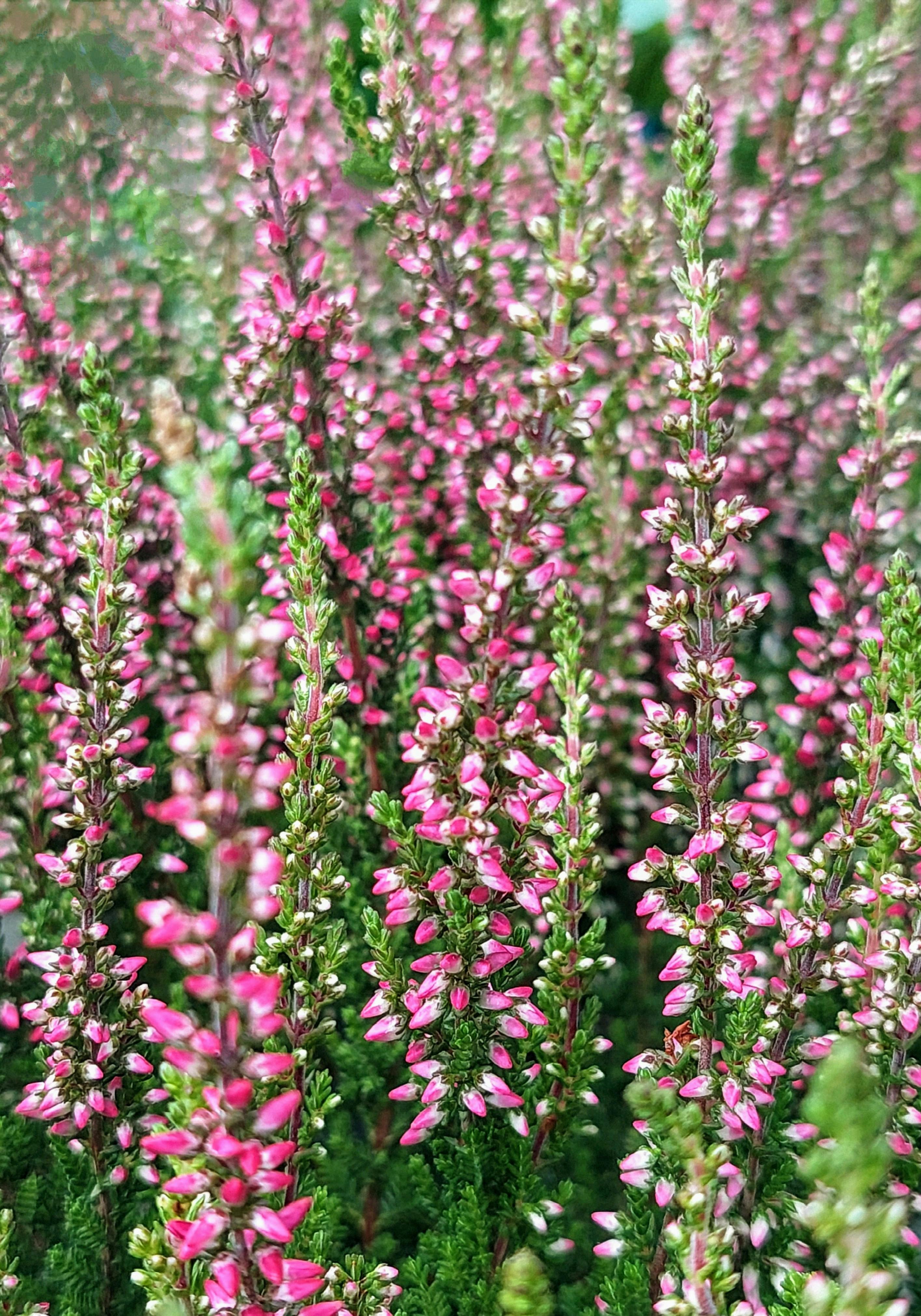 A close-up of blooming pink heather (Calluna vulgaris) showing vibrant colors outdoors.