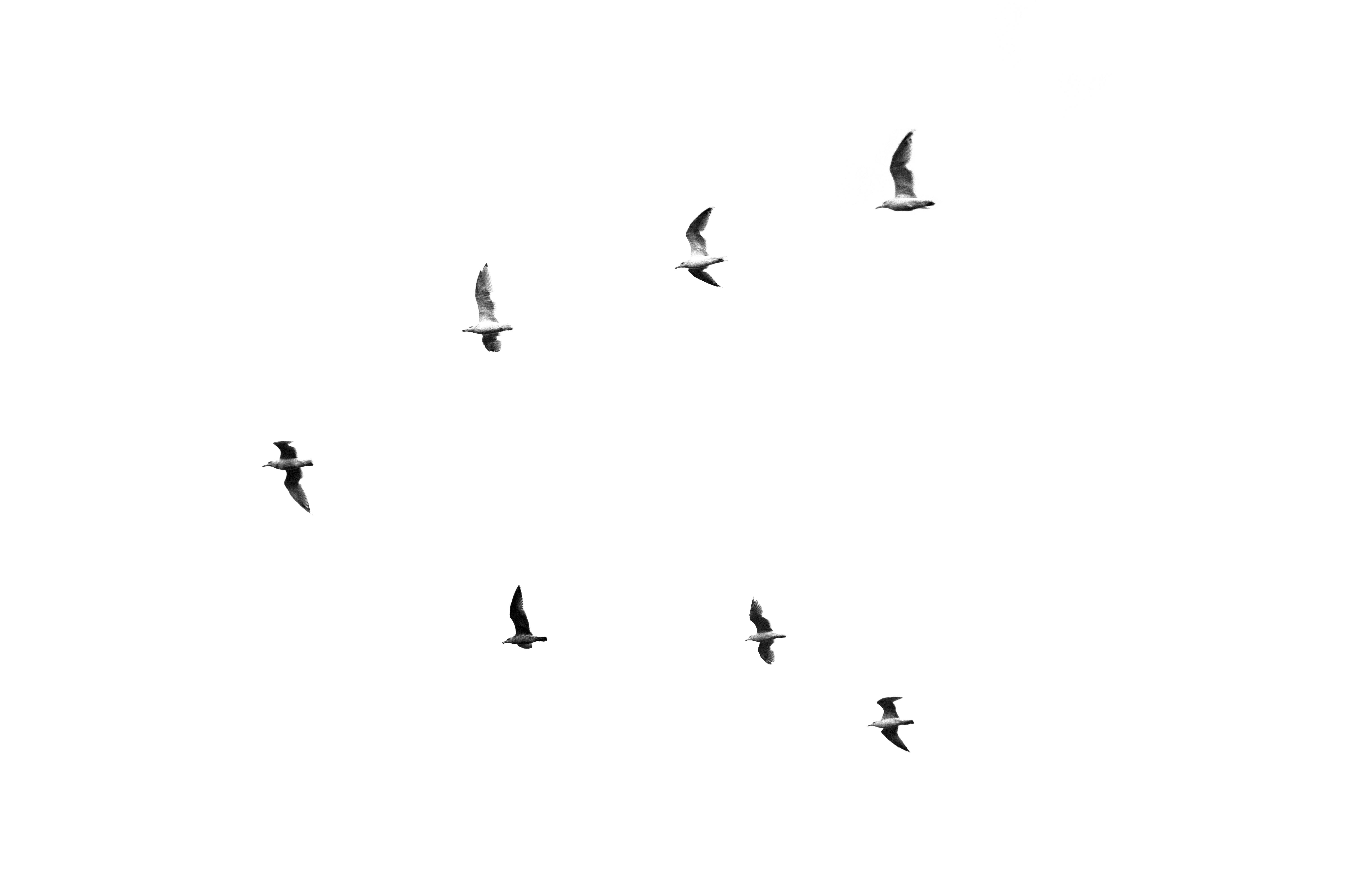 Free A striking black and white image of seagulls flying against a stark white sky. Stock Photo