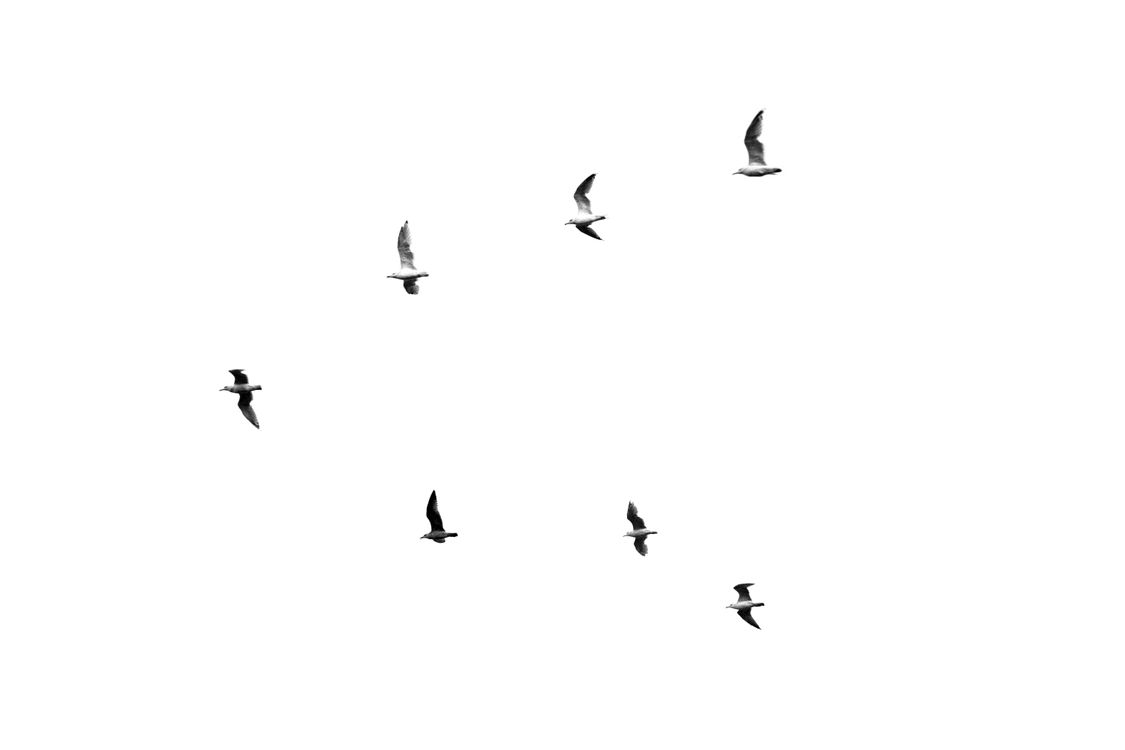 Graceful Flight of Seagulls in Black and White · Free Stock Photo
