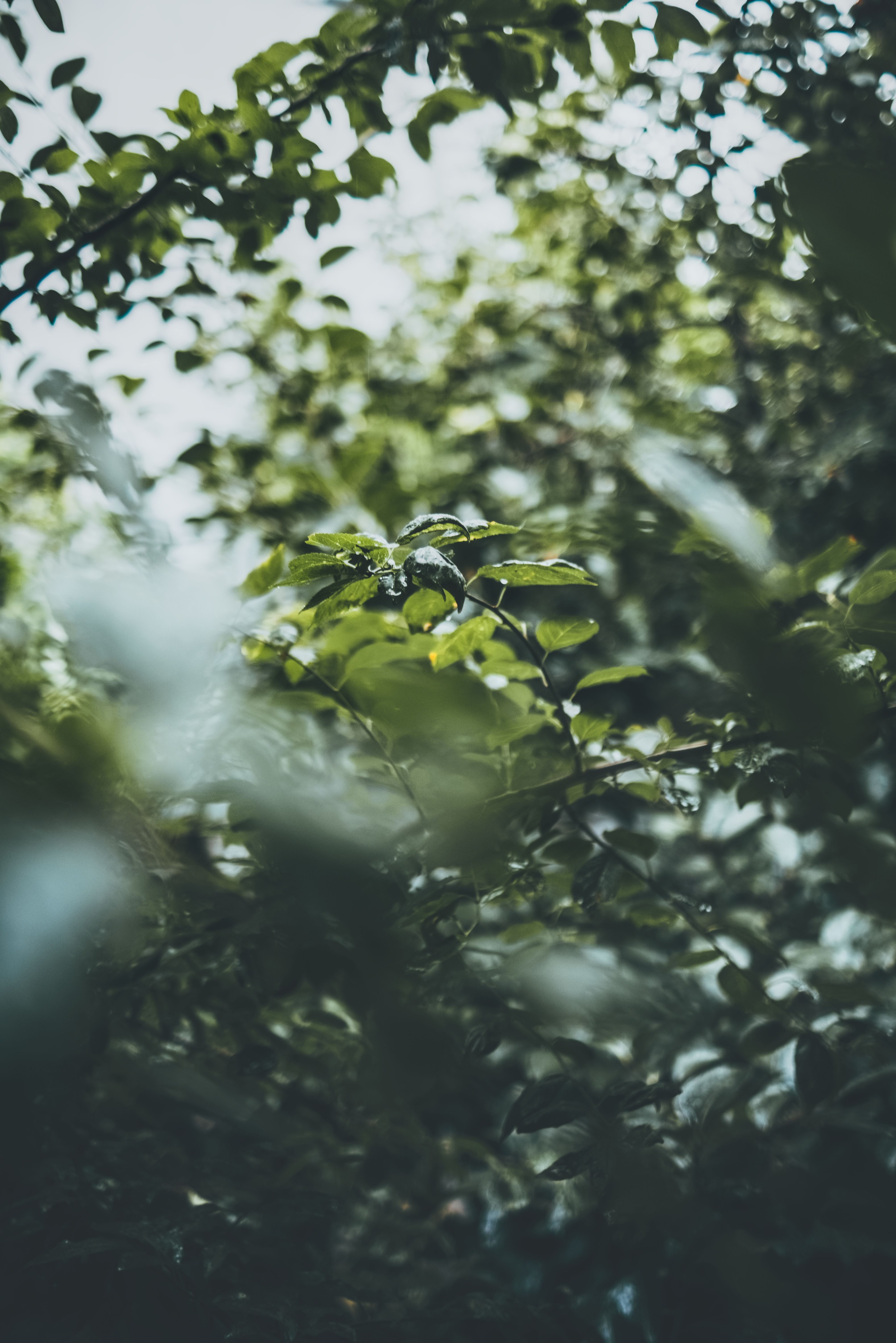 A tranquil view of lush green foliage under soft daylight, conveying peace and nature's beauty.