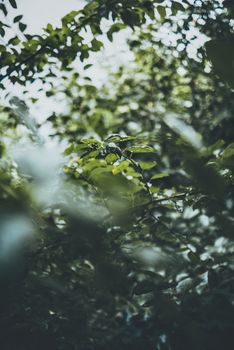A tranquil view of lush green foliage under soft daylight, conveying peace and nature's beauty.