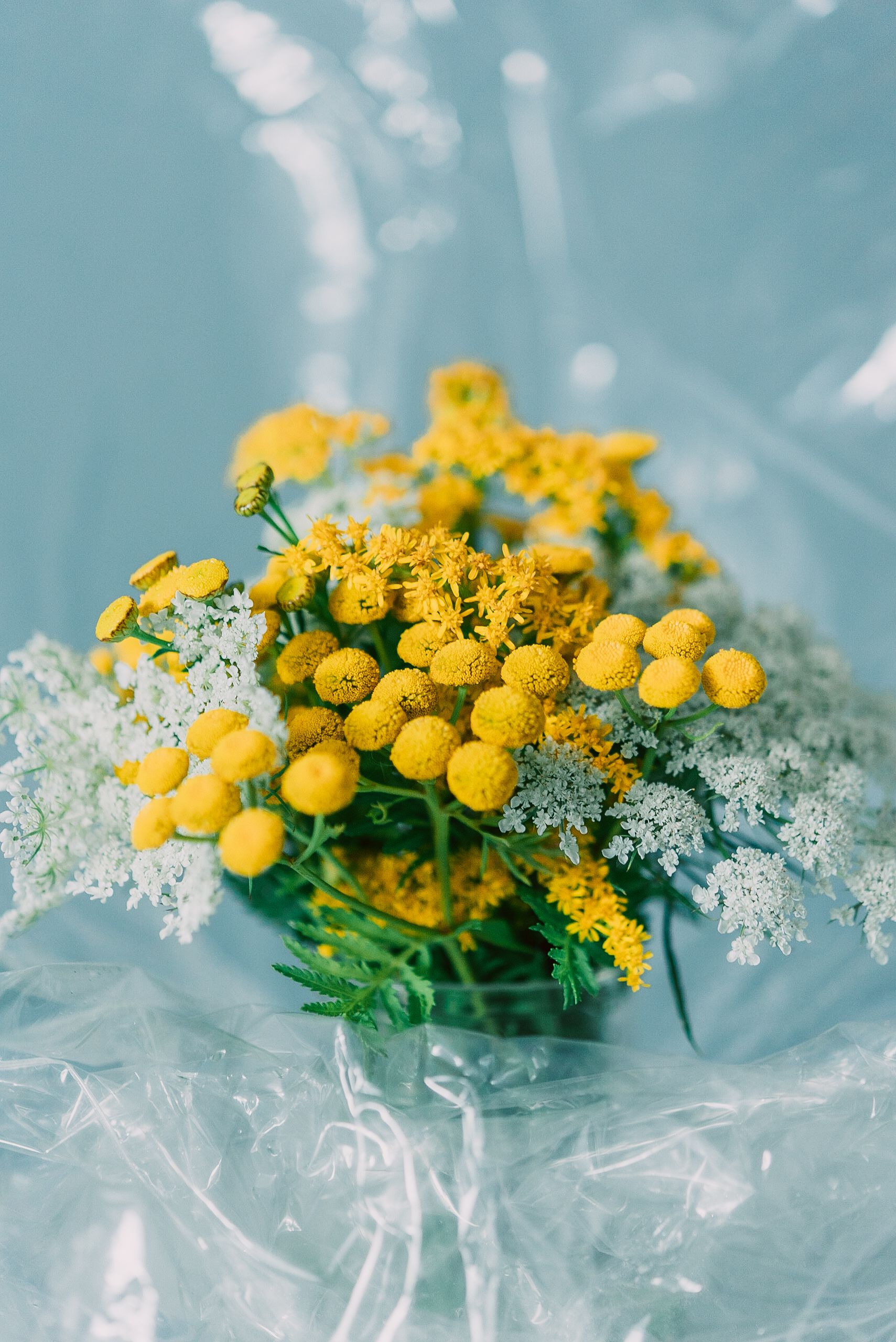 [ColoSach]-vibrant-bouquet-of-yellow-and-white-flowers-arranged-against-a-soft-blue-backdrop.