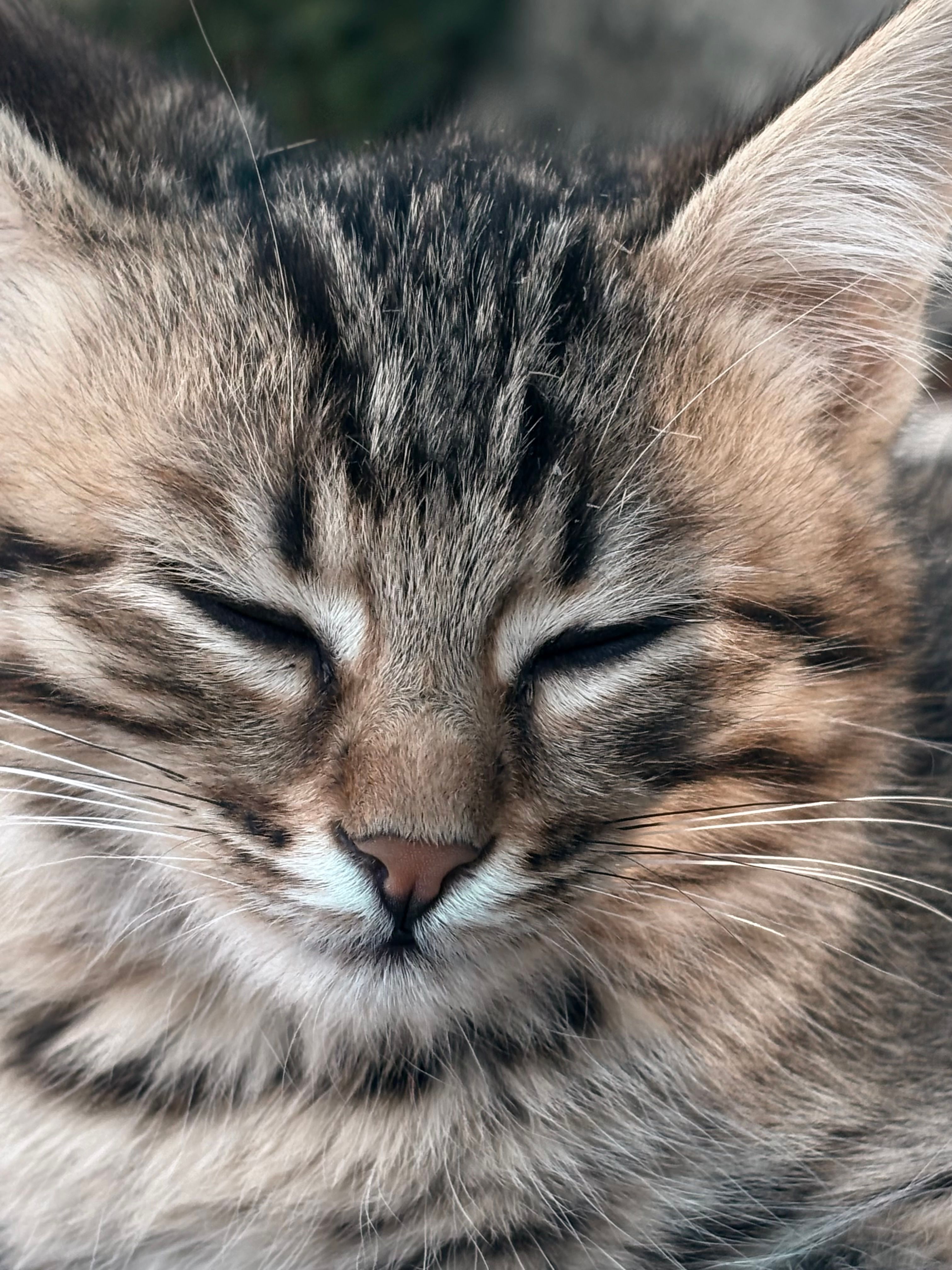 Close-Up Portrait of a Relaxed Tabby Cat · Free Stock Photo