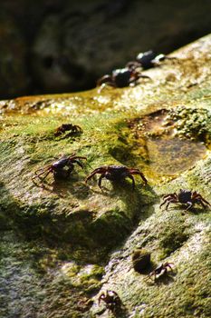 Close-up of crabs on rocky shore with water puddles, showcasing nature's details.