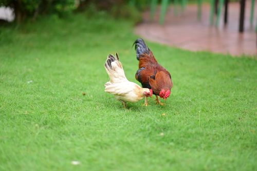 Free Two chickens pecking at the grass in a vibrant green field, capturing rural life. Stock Photo