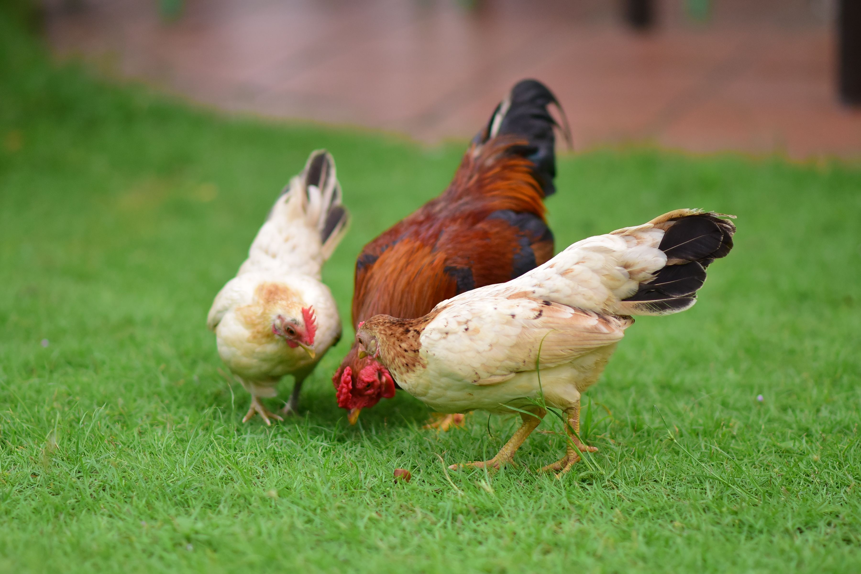 เจ้าหน้าที่ปศุสัตว์ไทยตรวจสุขภาพไก่ในสถานที่ควบคุม แสงธรรมชาติและบรรยากาศเน้นสวัสดิภาพสัตว์